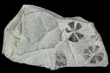 Two Pennsylvanian Fossil Horsetail (Sphenophyllum) Whorls - Kentucky #112674-1